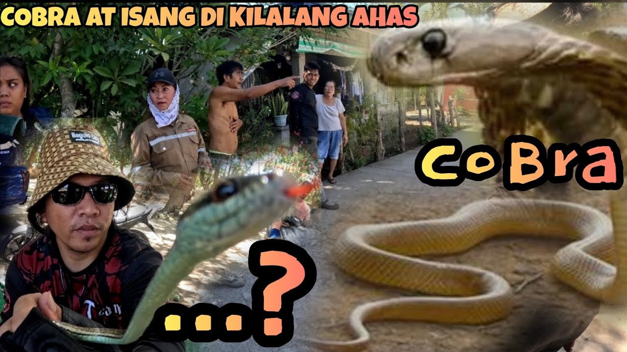 BAKIT LABIS ANG TAKOT NILA SA AHAS NA ITO PANOORIN 😱👇 #tolcobra #cristurkz #cobraprince #cobraking