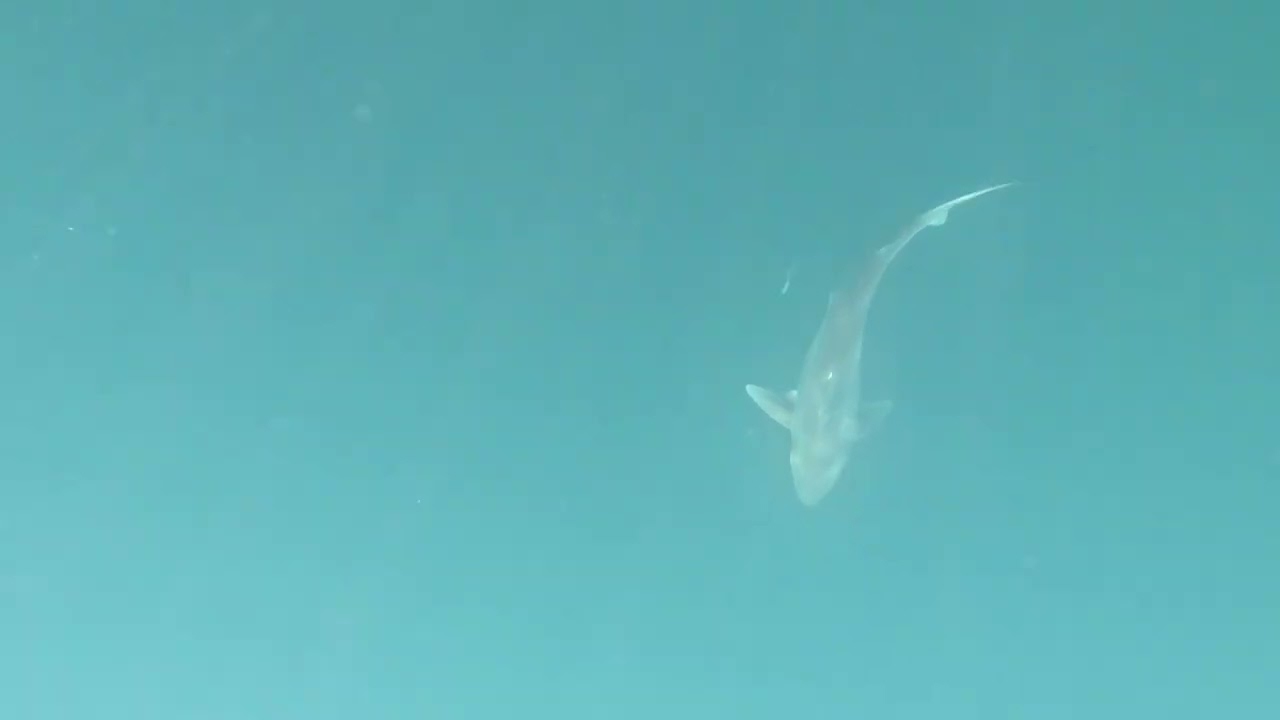 Big school shark off the kayak