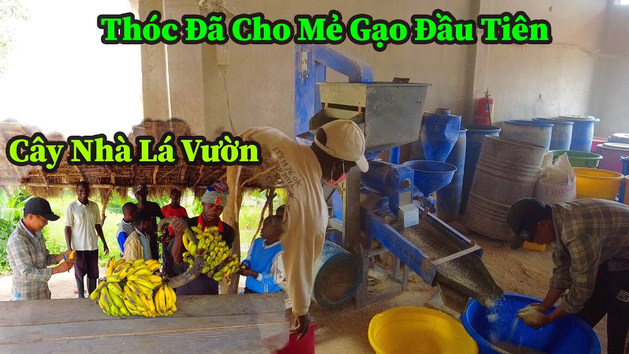 Quang Dũng || Những Hạt Gạo Trắng Đầu Tiên Của Vụ Này Đã Được Xát