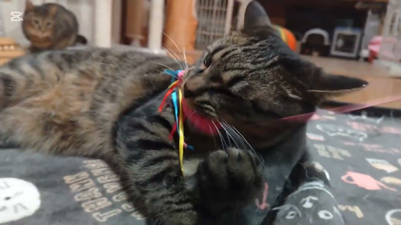 子猫成長日記1002　これは保護猫のドキュメンタリー動画です(笑)　寝坊した(笑)　お前等すまん🙏(笑)