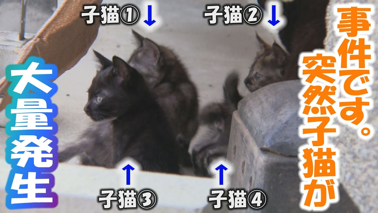 狐と狸と猫が来る家DAY15 子猫が４匹現れました！カワイイですがいきなりすぎて動揺しました。
