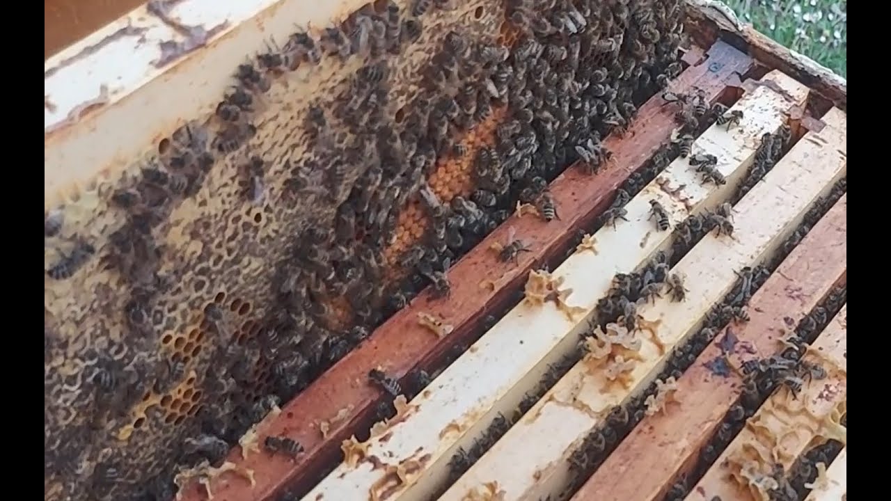 Kako i kada proširiti pčelinje društvo, 22. 3. 2024.