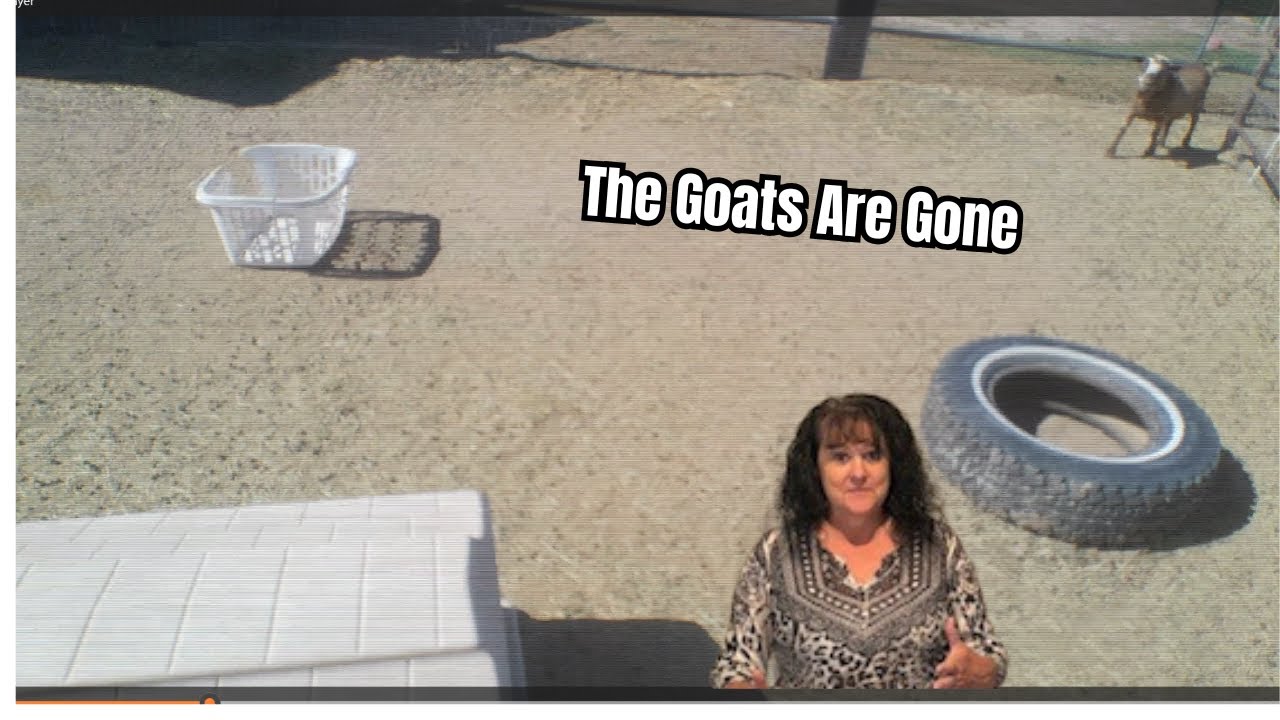 The Goats Are Out of Their Pen