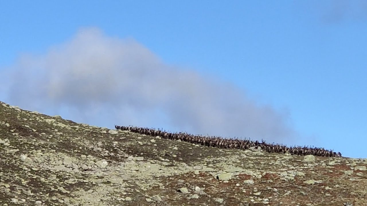 Eventyret 2022 - Villreinjakt på Hardangervidda, og nærkontakt med fjellrev