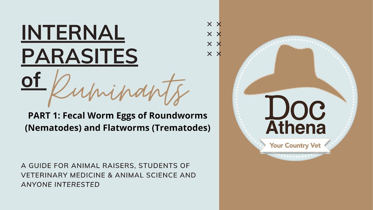 Internal Parasites of Ruminants Part 1: Roundworms (Nematodes) and Flukes/Flatworms (Trematodes)