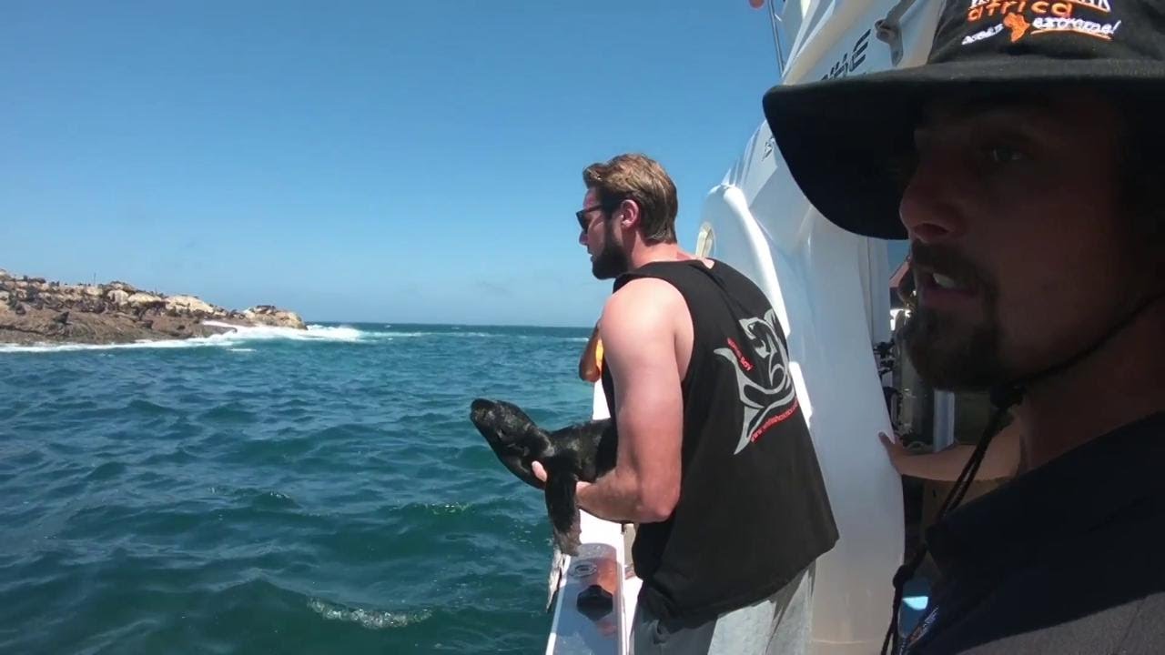 Rimettono il cucciolo di foca in mare, ma la sua reazione stupisce tutti