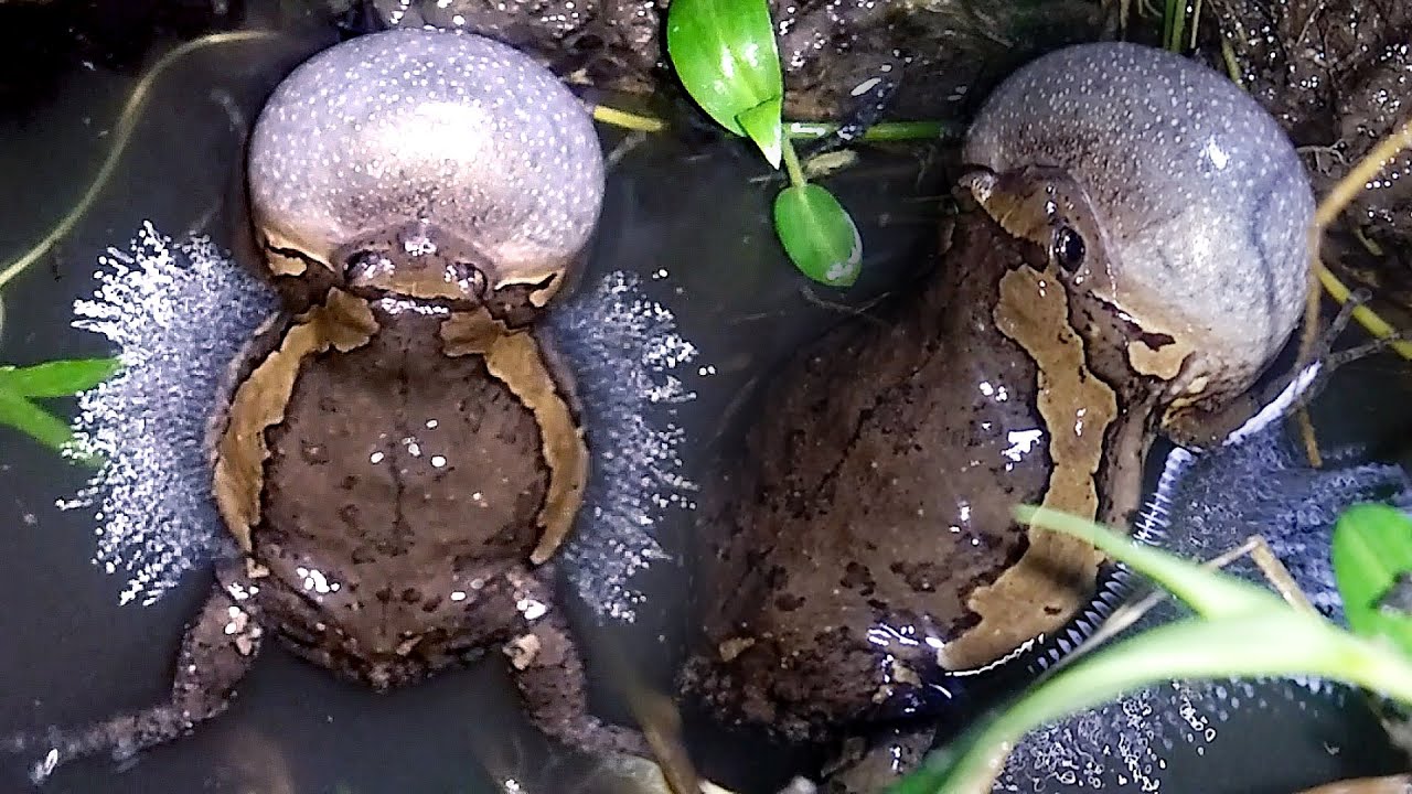 MOST NOISY AND ANNOYING FROG EVER