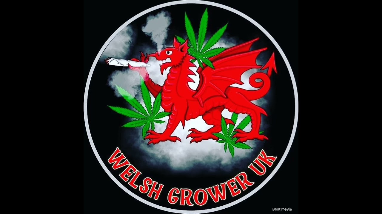 Grape gusher auto and critical banana smoothie week 3