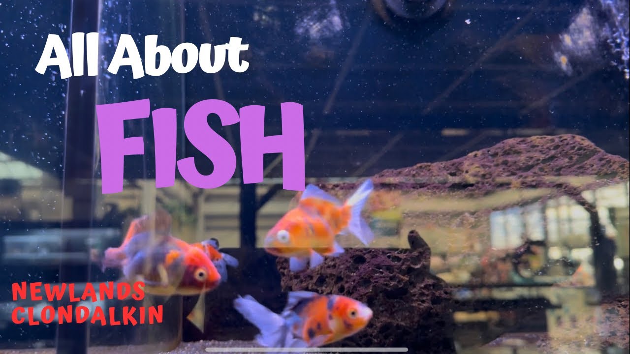 Aquarium Lovers Must Watch! 🐟✨| Newlands | Clondalkin | Dublin |ireland 