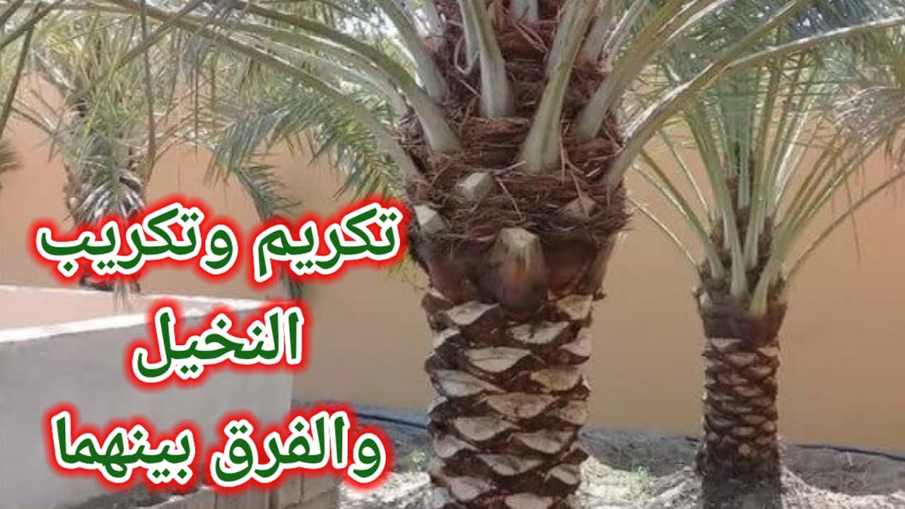 تقليم وتكريب النخيل