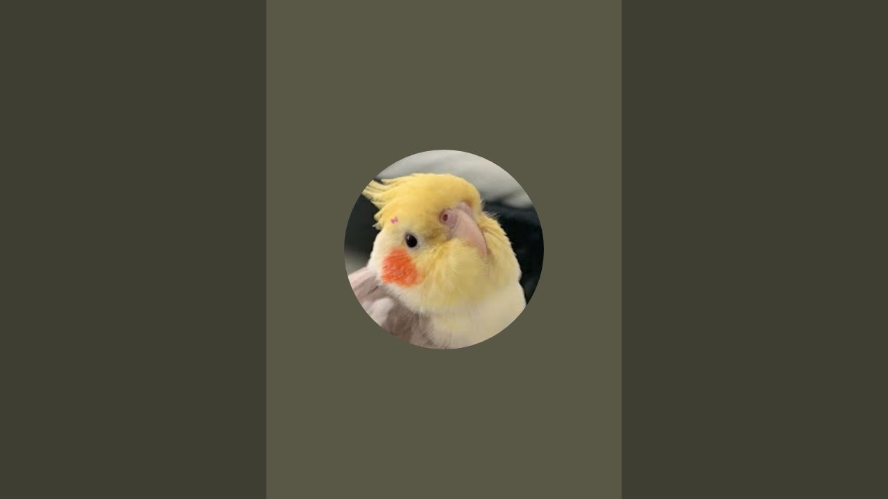 Poka star 🌟 🤩  is live