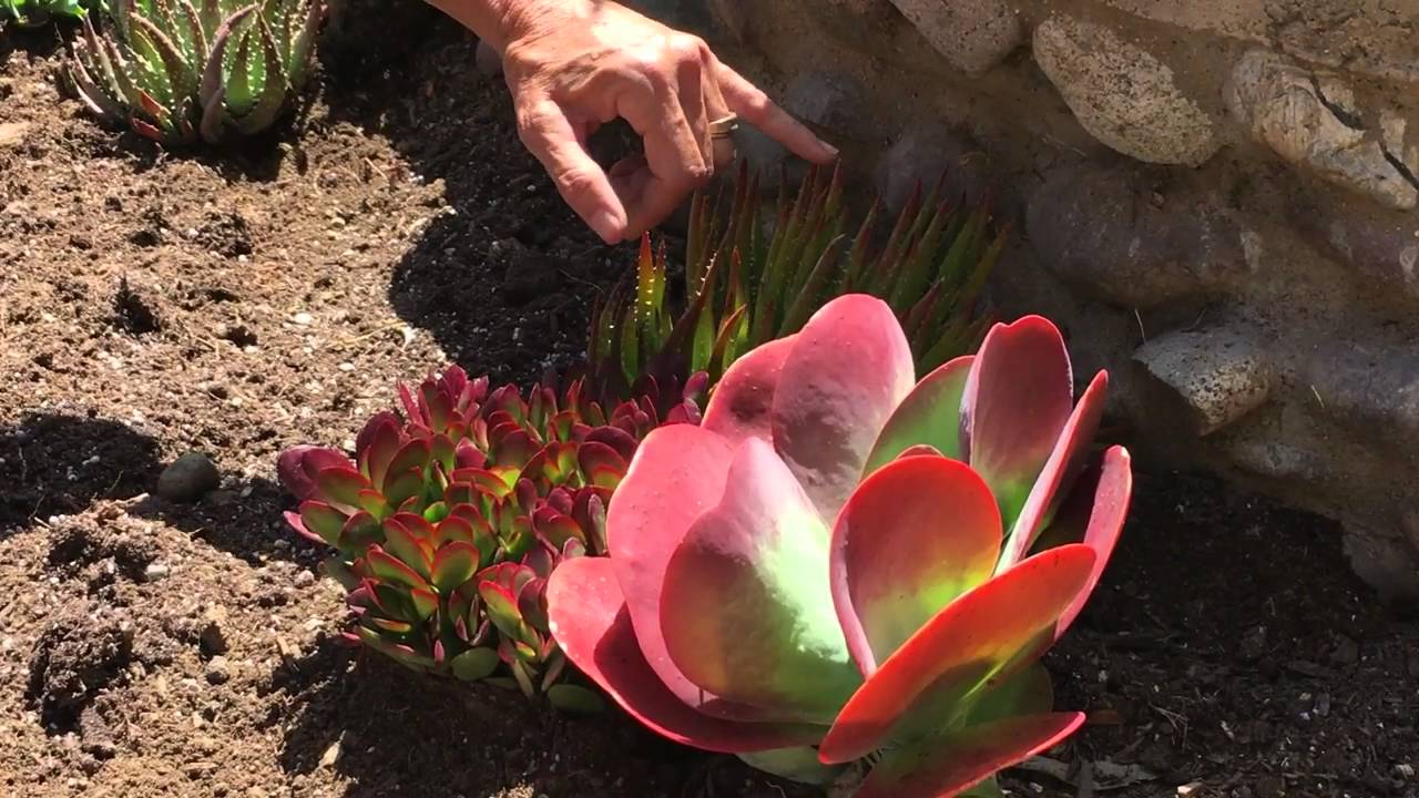 Succulent Tip of the Day North Park