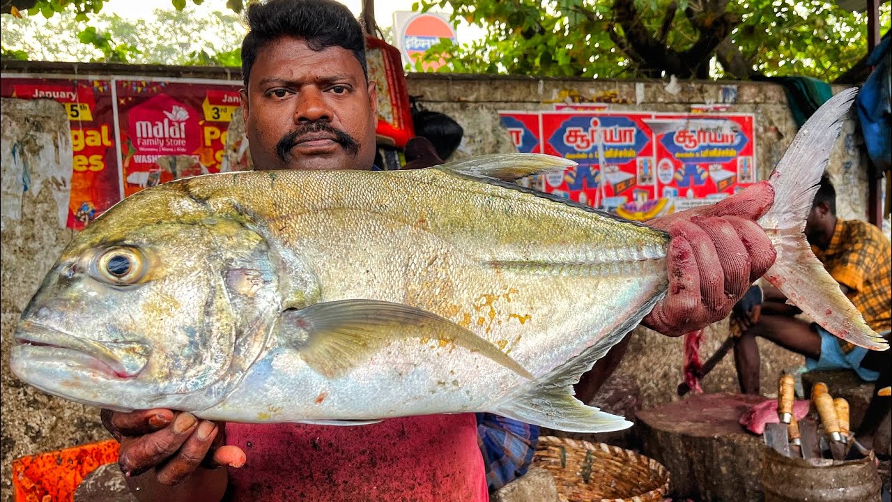KASIMEDU SPEED SELVAM | HUGE TRAVELLY FISH CUTTING VIDEO | 4K VIDEO | CS FISH CUTTING