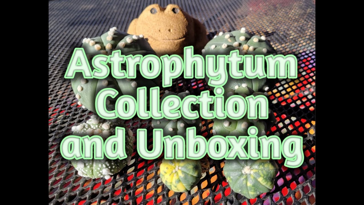 Astrophytum Collection and Unboxing
