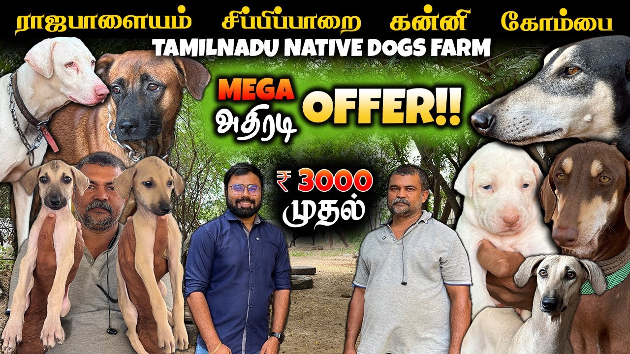 ₹3000 முதல் சிறந்த தமிழ்நாடு இன நாய்கள் | ராஜபாளையம், சிப்பிப்பாறை, கன்னி, கோம்பை