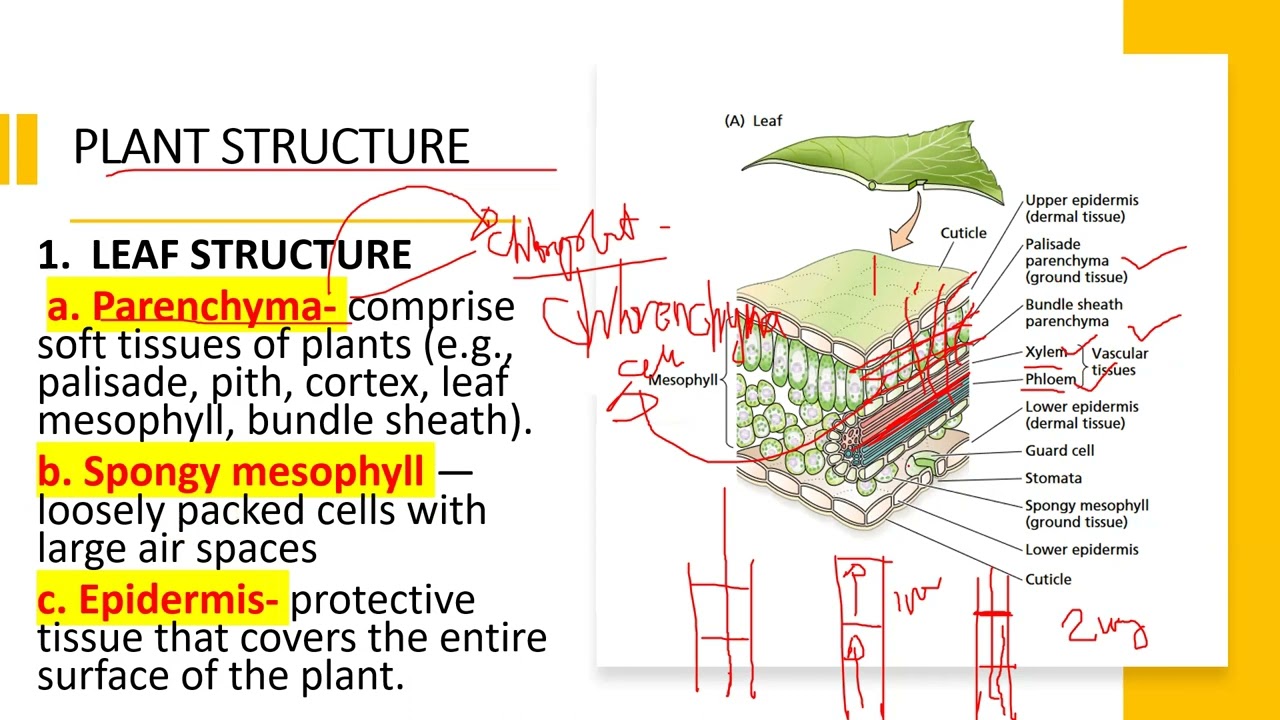 CROP PHYSIOLOGY 2:  INTRODUCTION TO FIELD CROP PHYSIOLOGY (Part 2)