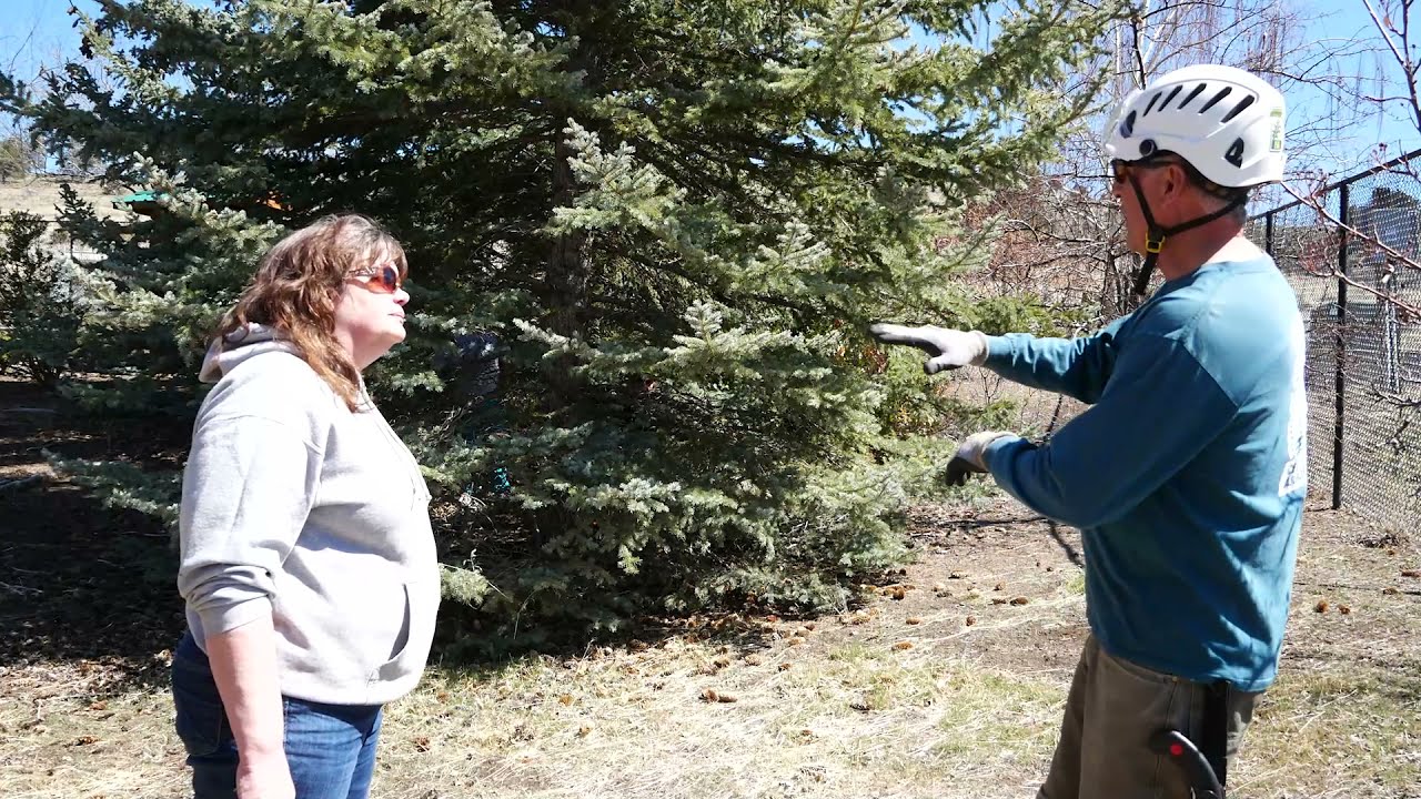 Pruning with the Pros - Thinning a canopy