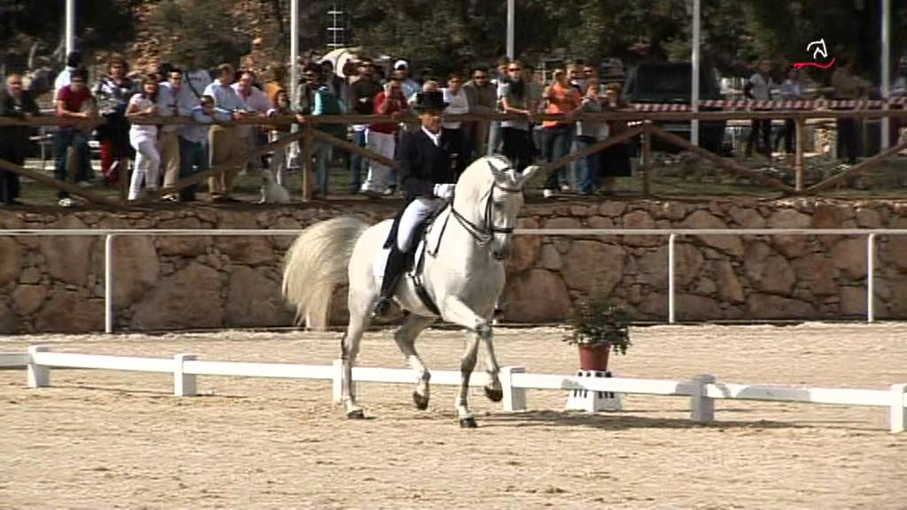 FUEGO DE CARDENAS Campeonato España Doma Clásica 2008 Kur Gran Premio