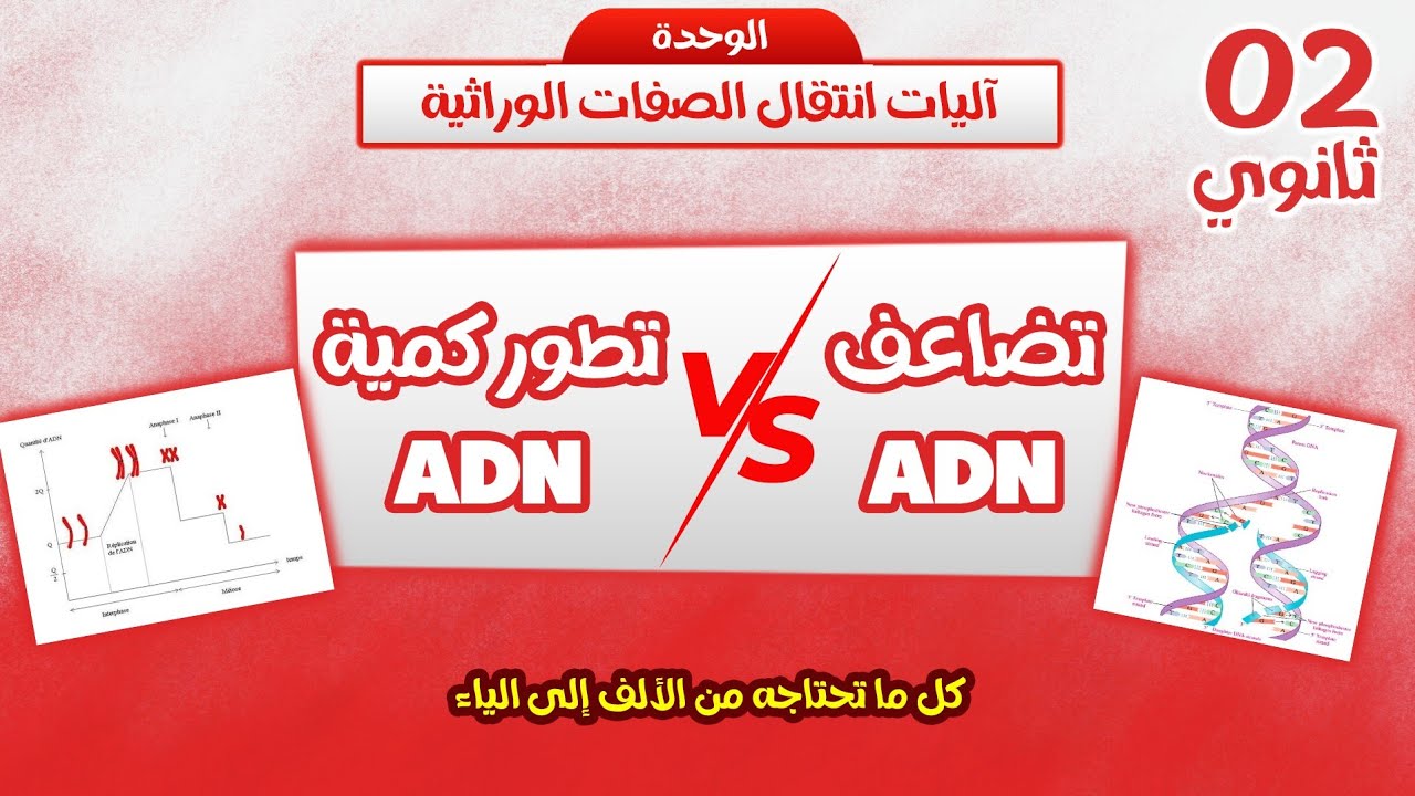 ثانية ثانوي💥 تضاعف الـ  ADN وتطور كميته خلال الانقسام المنصف والالقاح💯 كل ما تحتاجه