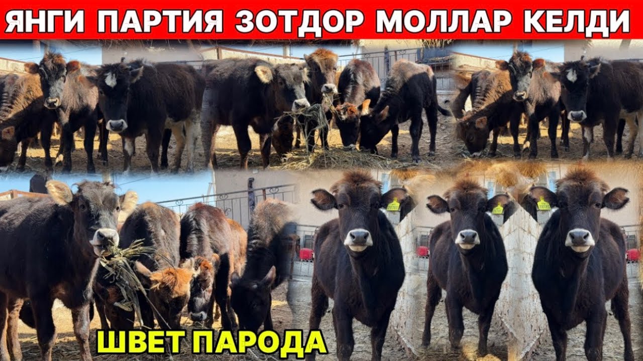 ЯНГИ ПАРТИЯ ЗОТДОР МОЛЛАР КЕЛДИ ШВЕТ ПАРОДА МАНЗИЛ БОҒОТДА !!! ХОРАЗМ БОЗОР 