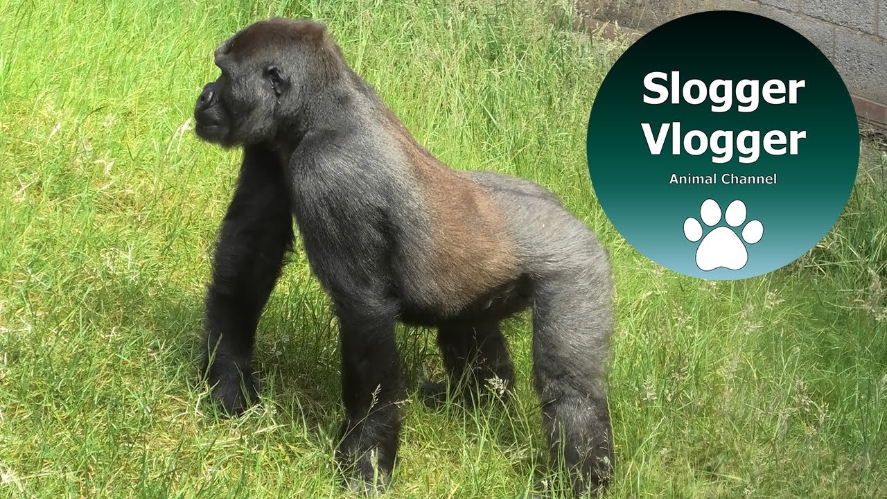 Who Is Who  - Twycross Zoo Gorillas (more info in the description)