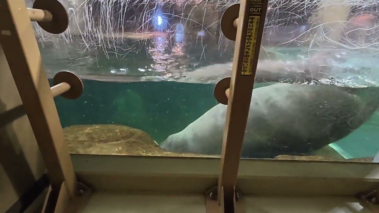 260116【冬の旭山動物園】37