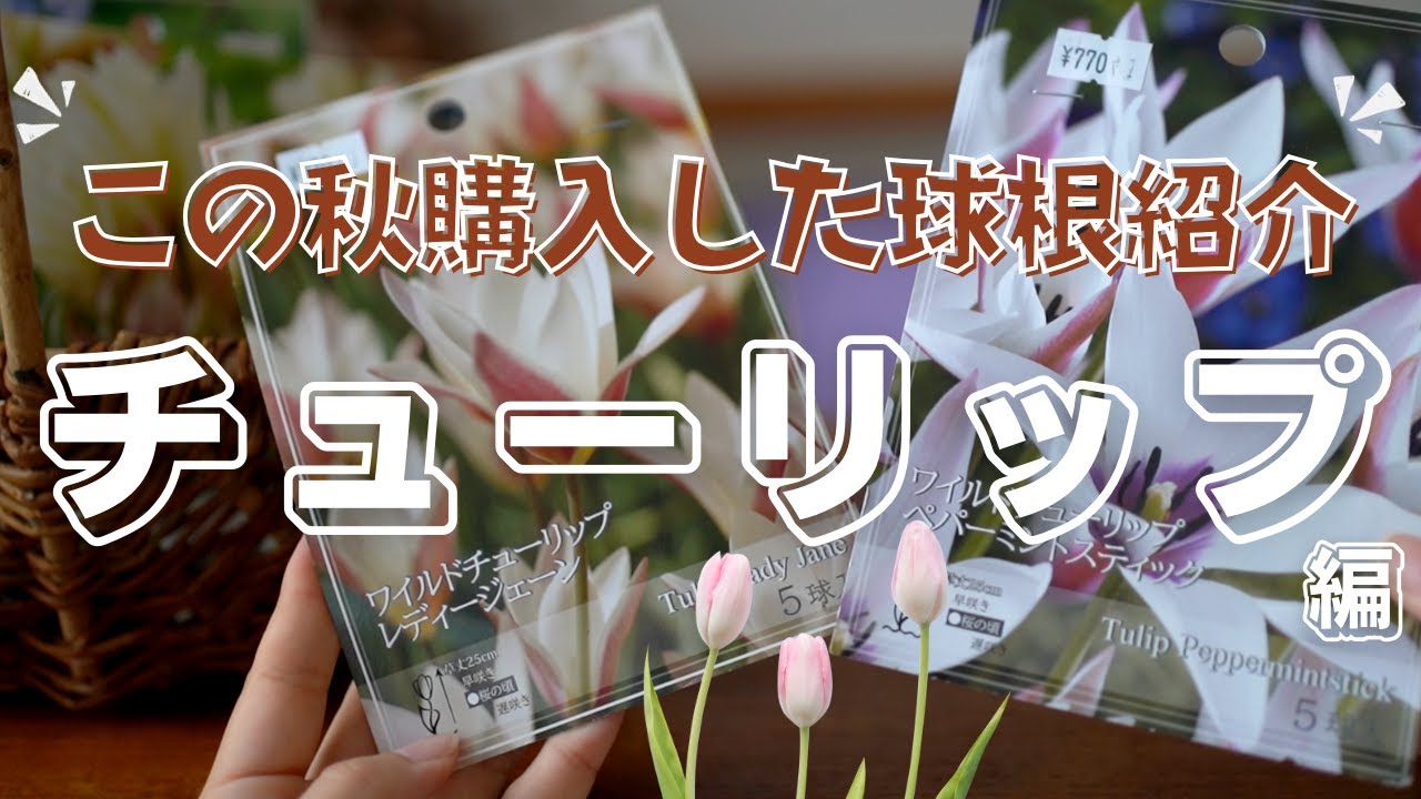 【秋のガーデニング】この秋購入した球根紹介〜チューリップ編〜昨年購入したチューリップの振り返りと共にご紹介します♪