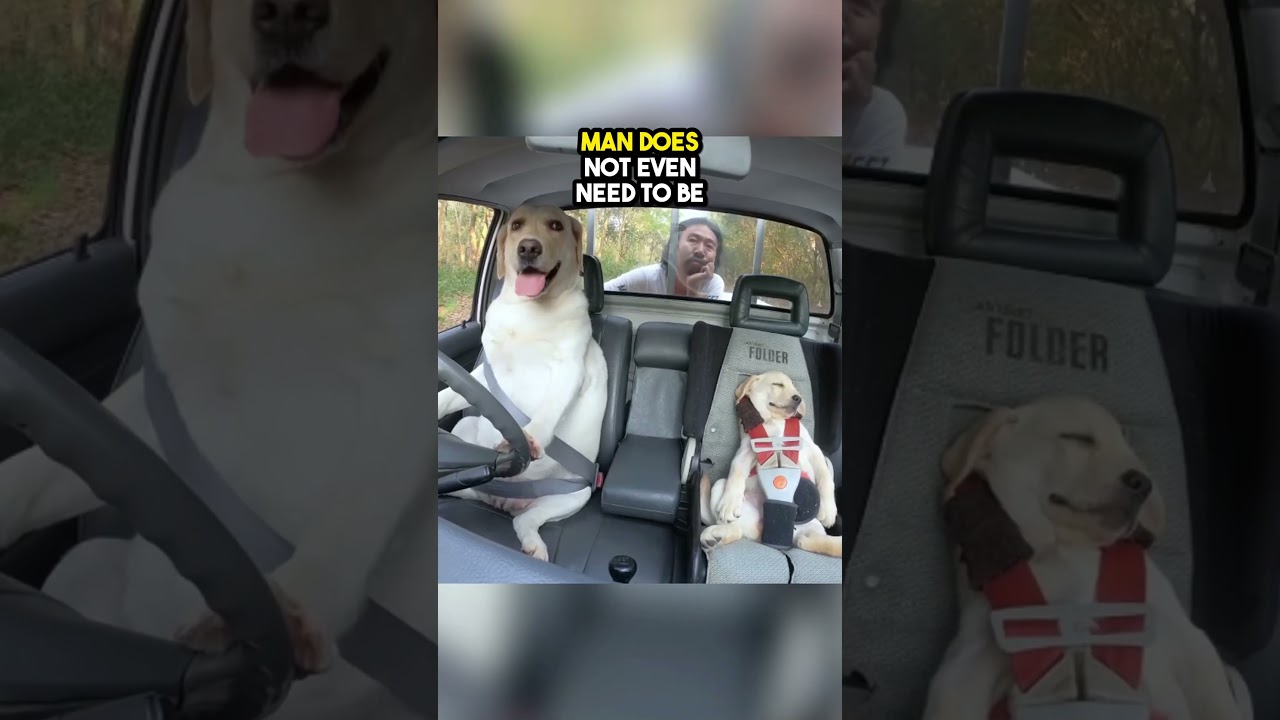 Он научил своих собак водить машину ❤️
