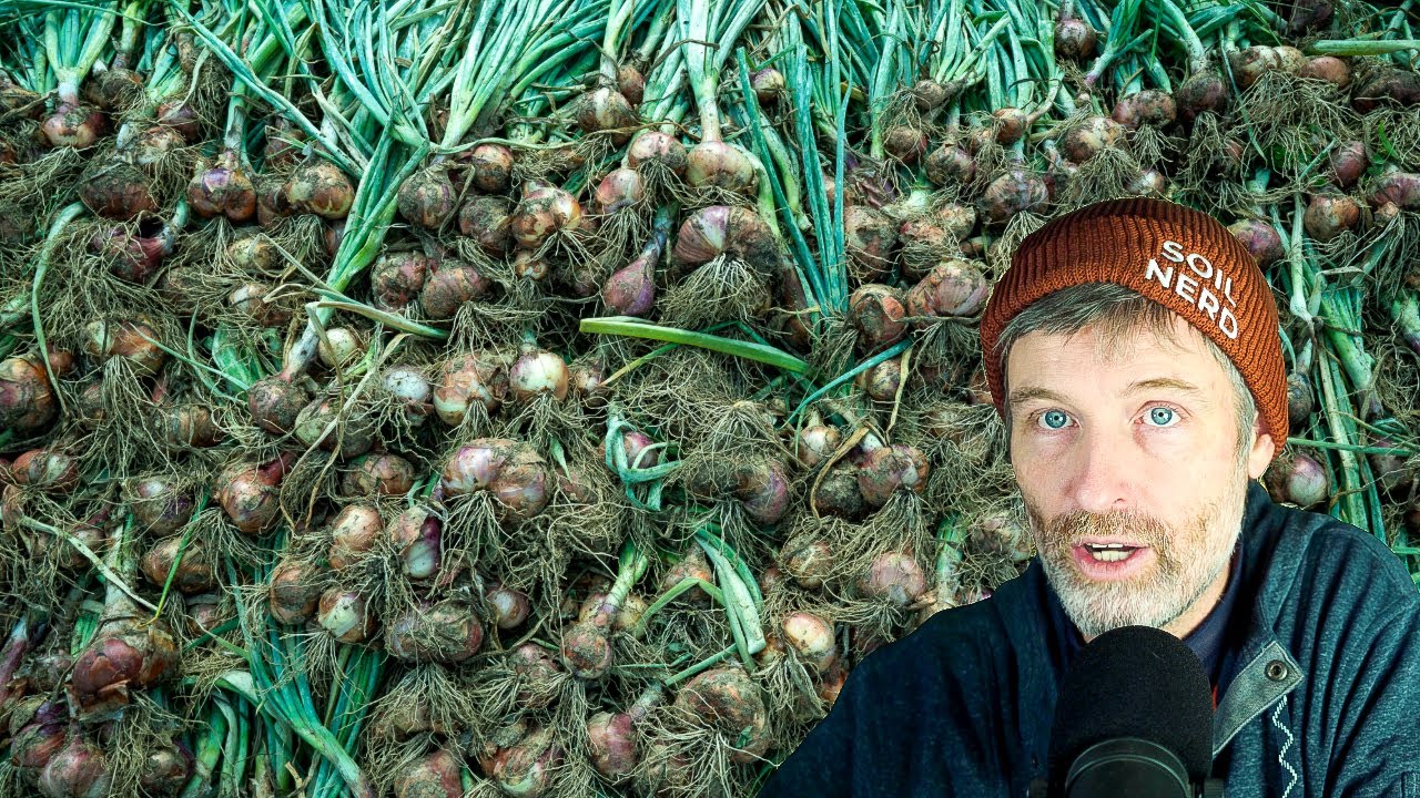 How to Grow Shallots + Are Earwigs Good or Bad?