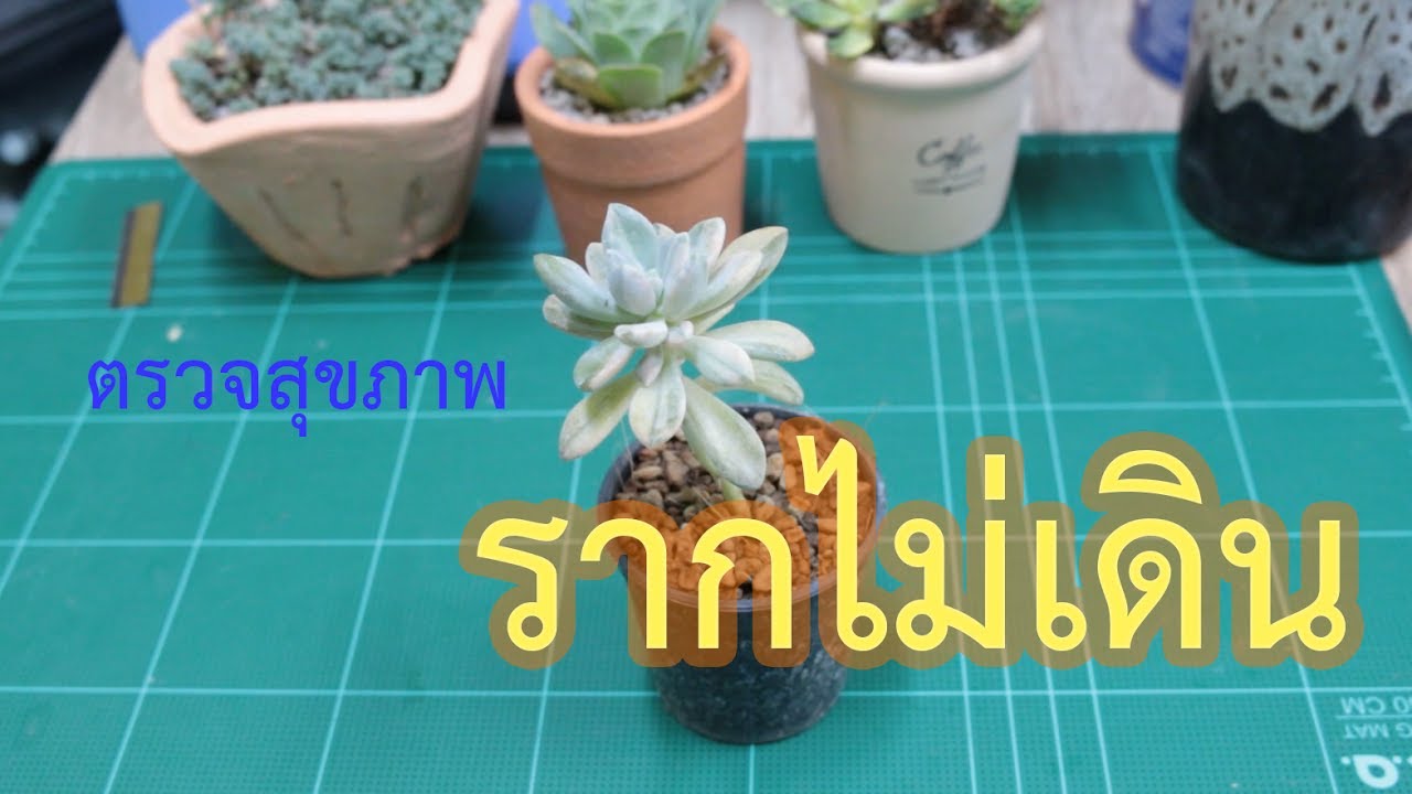 รากไม่เดิน มีวิธีแก้ไขอย่างไร  | EP.1 |