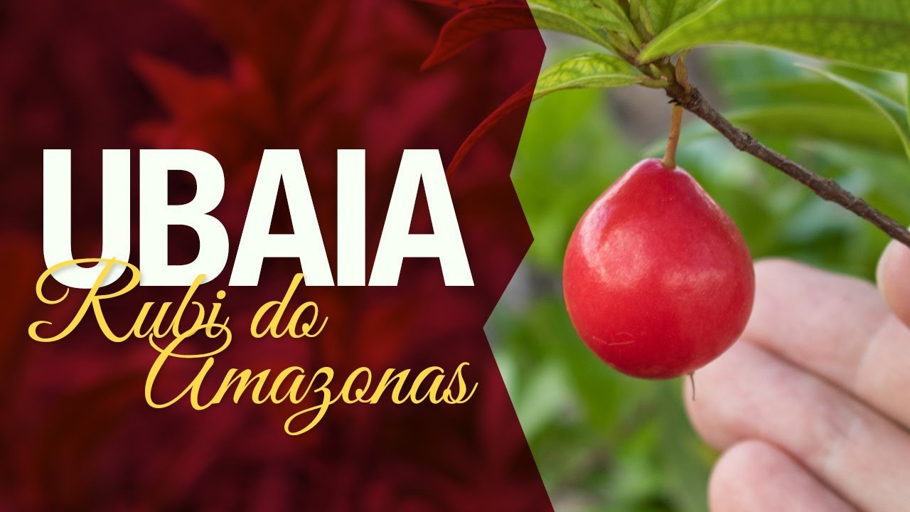 Ubaia ou Rubi do Amazonas (Eugenia patrisii)
