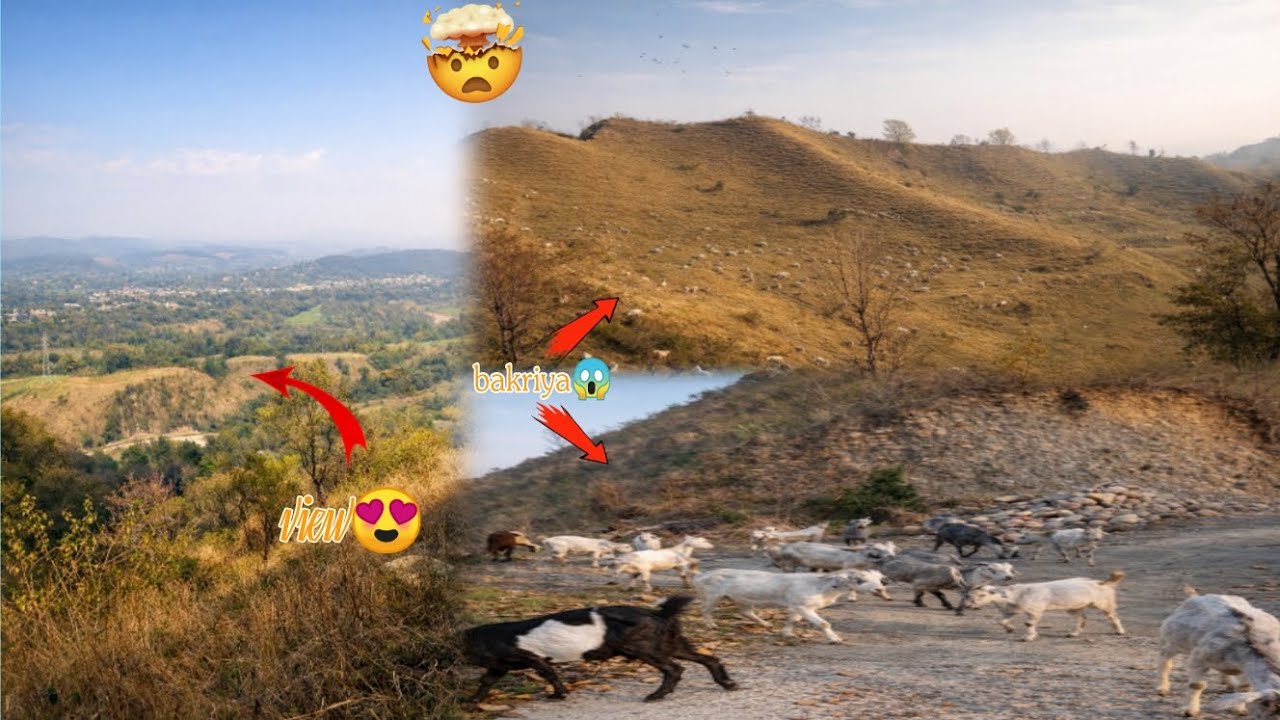 हम आज 😱 जंगल गये और ⚔️‼️ आगे जाकर 😳 देखा इतनी सारी बकरिया 😱‼️।। Himachali vloger 