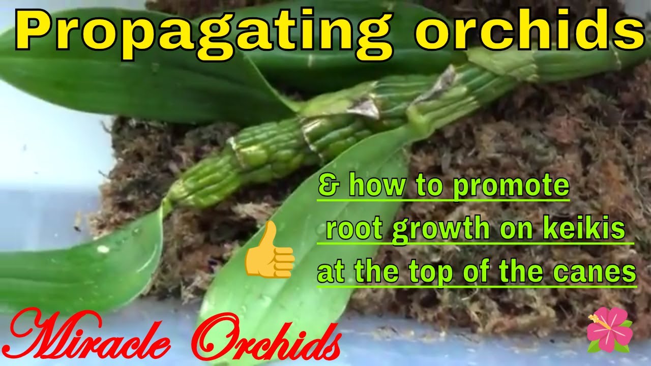 Orchid propagation & How to save orchid keikis from top of the canes
