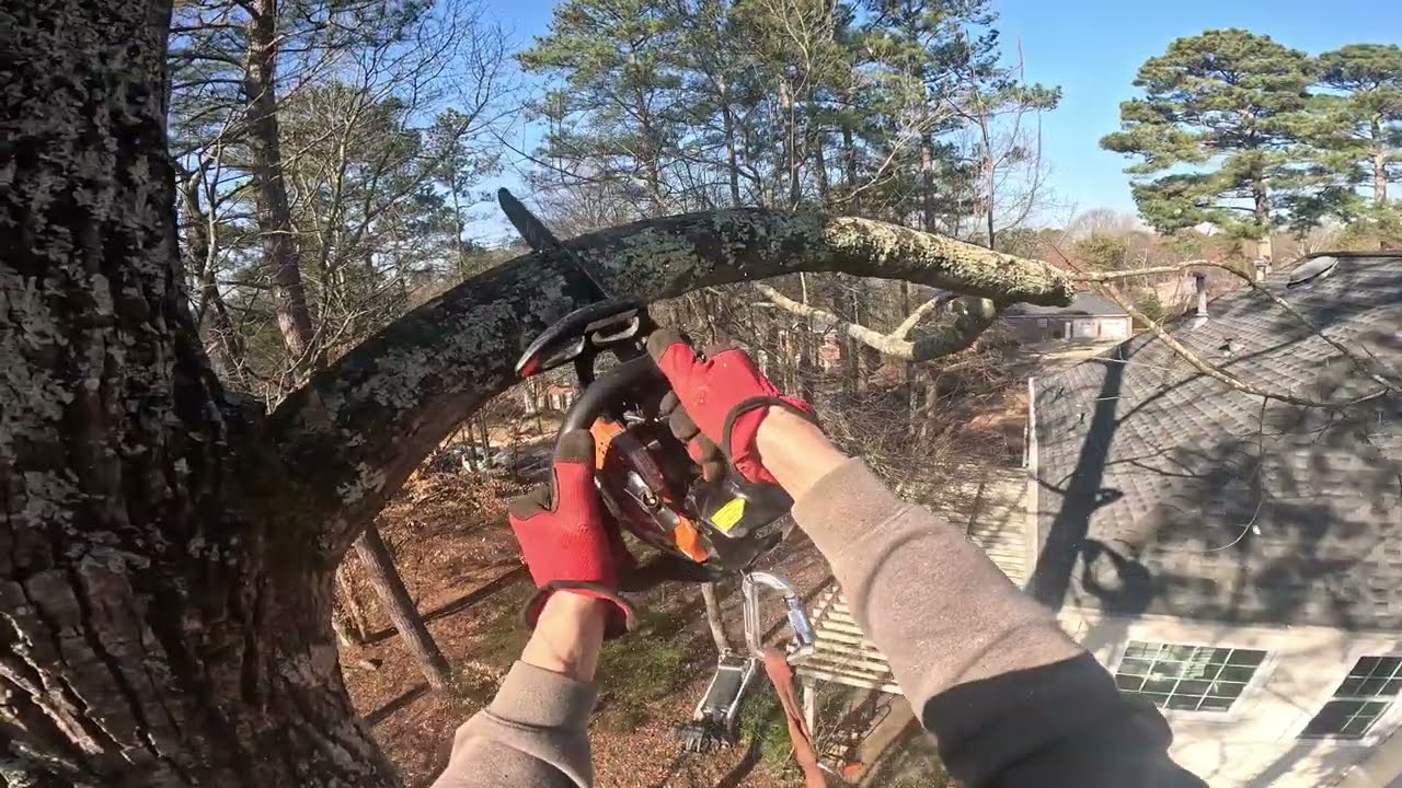 REMOVING A POPLAR TREE