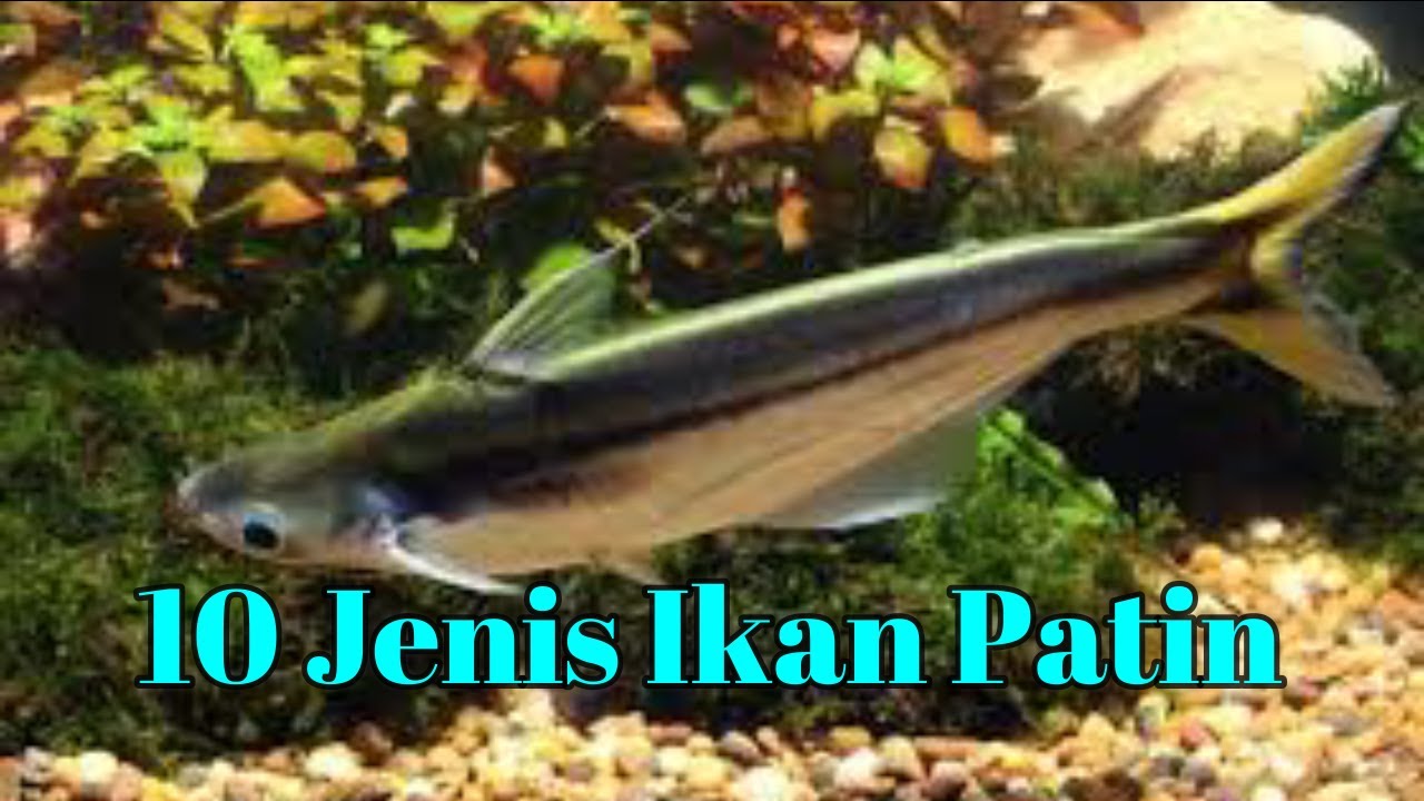10 MACAM JENIS IKAN PATIN