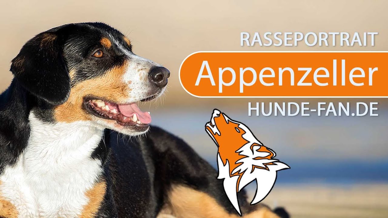 ► Appenzeller Sennenhund [2018] Rasse, Aussehen & Charakter