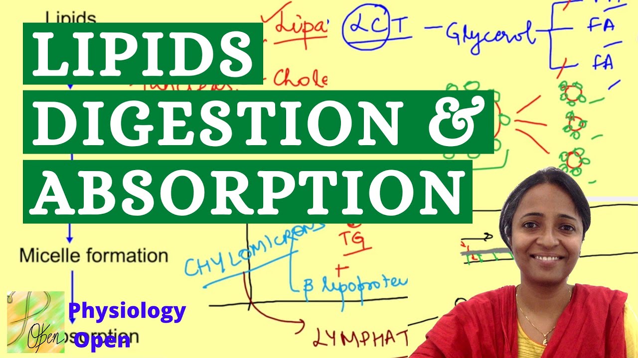 Digestion and absorption of lipids (fats) | Gastrointestinal system Physiology mbbs 1st year lecture
