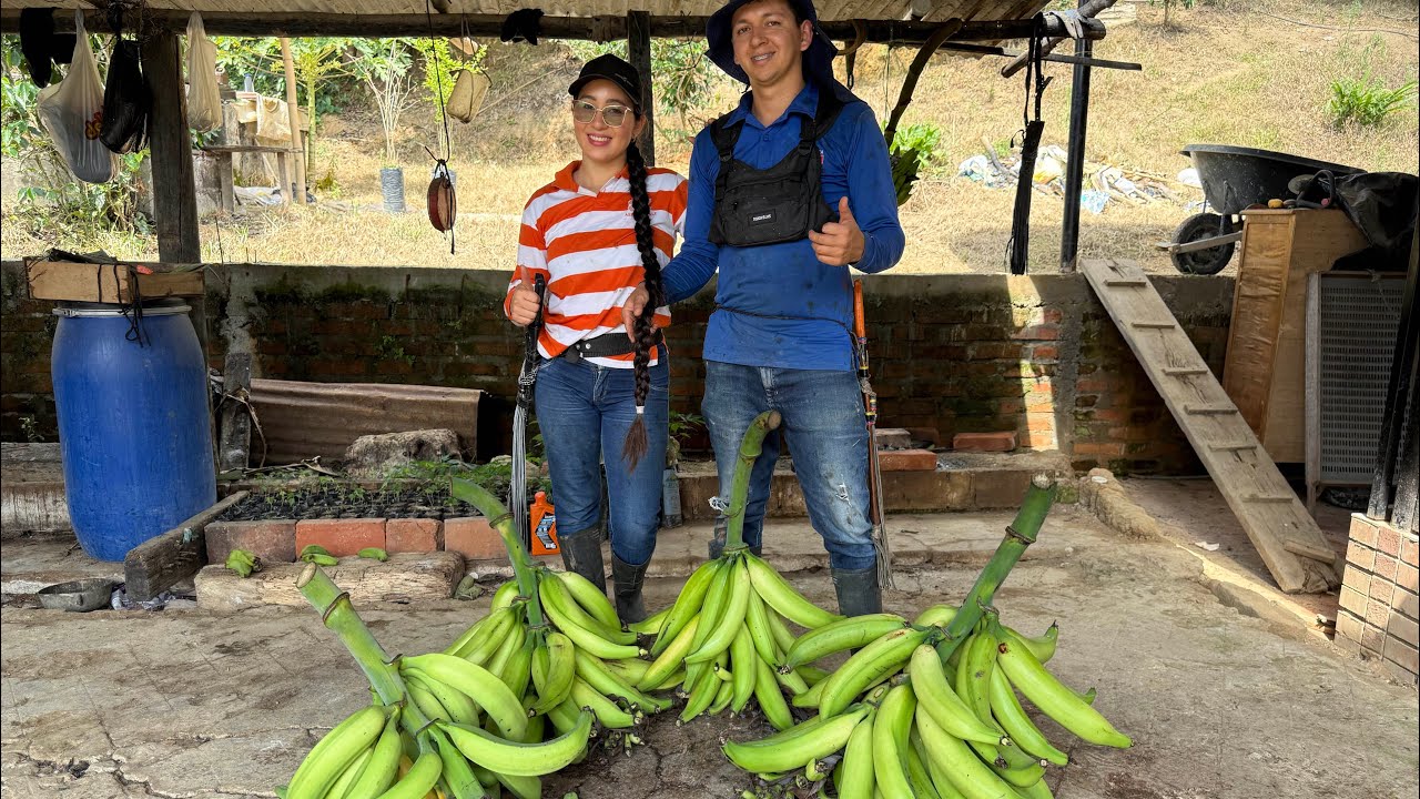 COSECHANDO PLÁTANO CON MI ESPOSA | Los Barrerita 