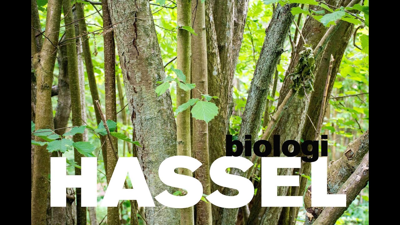 Hassel - Biologi