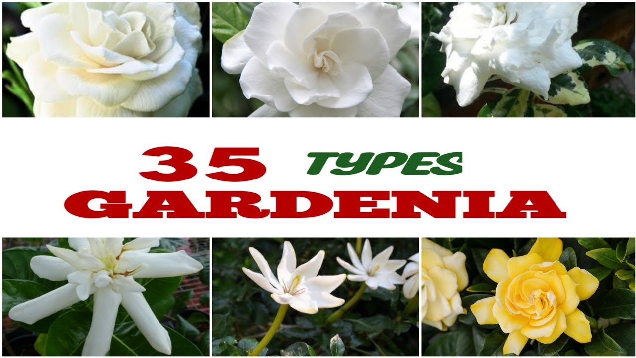 35  TYPES GARDENIA PLANTS WITH THEIR NAMES | PLANT IDENTIFICATION