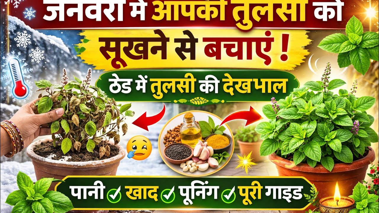 जनवरी में आपकी तुलसी को सूखने से बचाएं.ठंड में तुलसी की देखभाल.Tulsi plant care in winter.Tulsi.