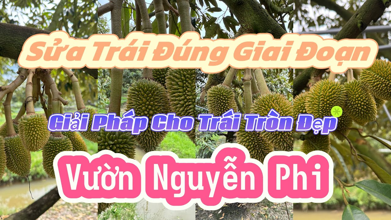 TẬP201. SỬA TRÁI ĐÚNG GIAI ĐOẠN GIẢI PHÁP CHO TRÁI TRÒN ĐẸP VƯỜN NGUYỄN PHI