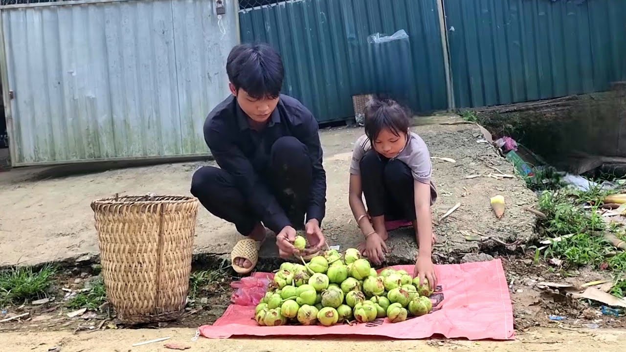 Poor boys and girls pick berries to sell for money - Ly Tong Quang