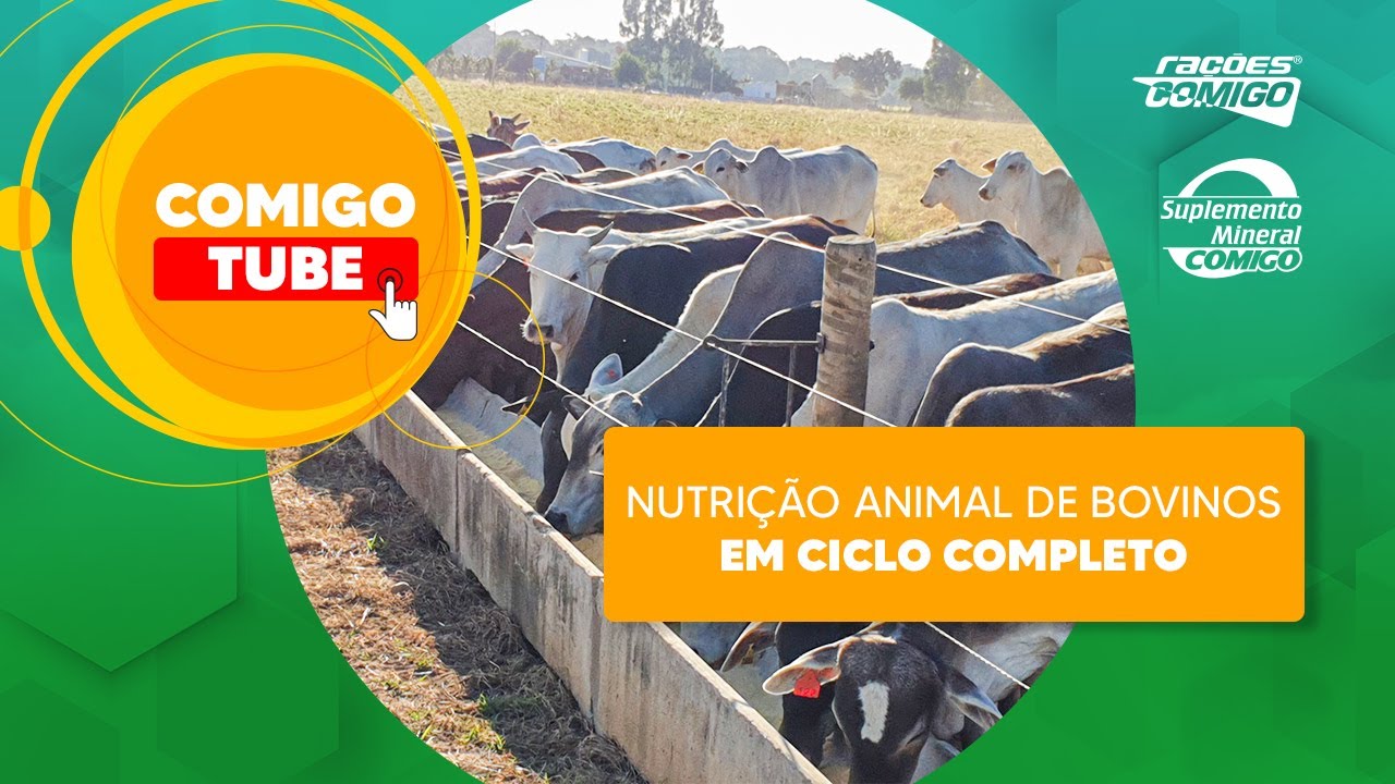 Nutrição animal de bovinos em ciclo completo