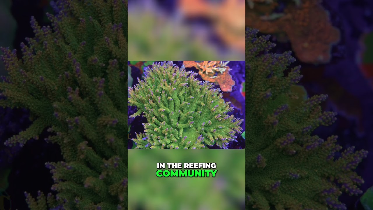 How to Successfully Manage Nitrates and Phosphates in Your Aquarium