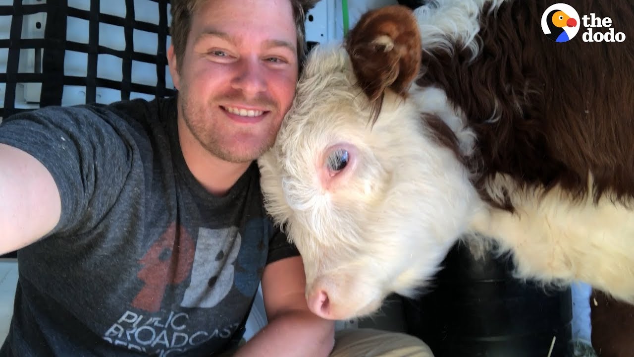 Guy Quits His Job To Rescue Animals | Dodo Heroes