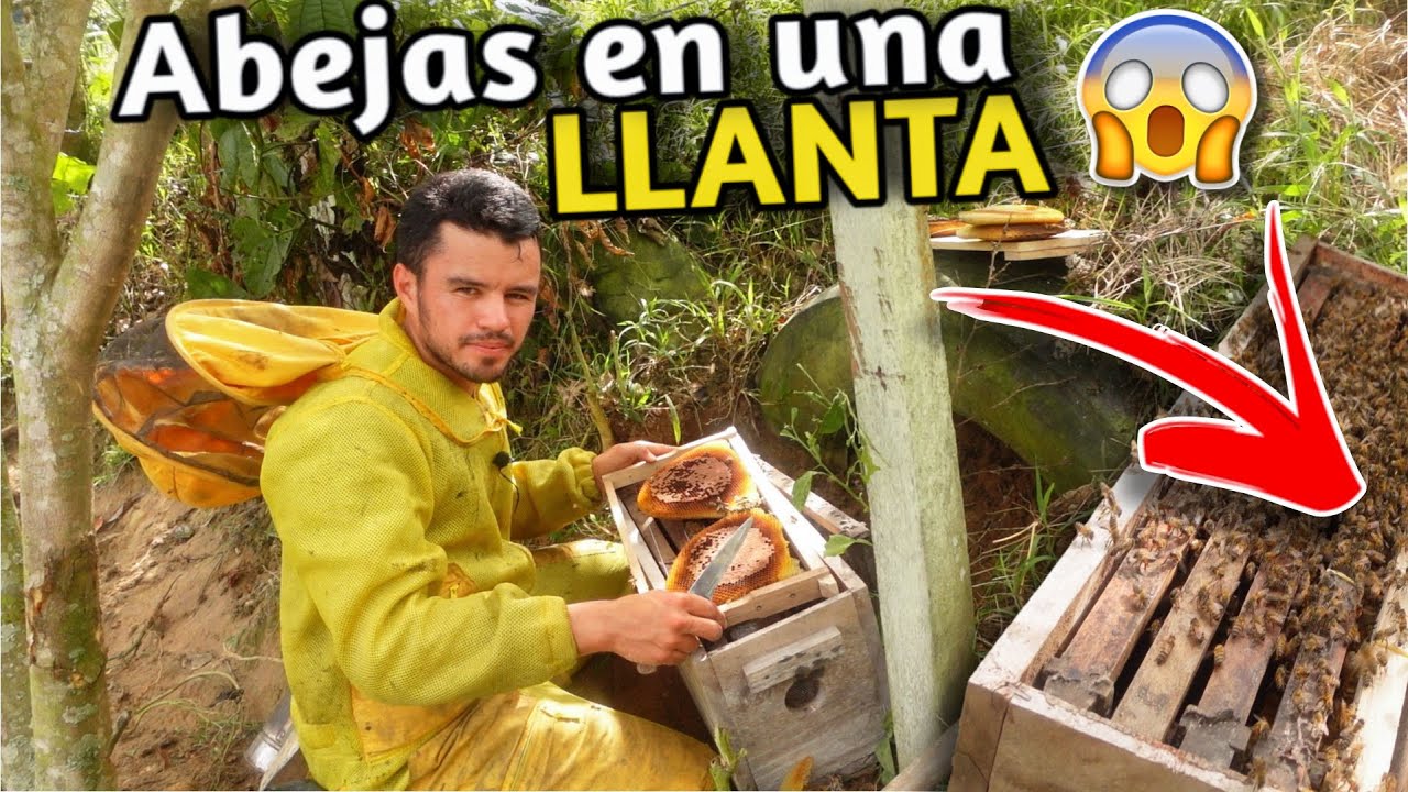 Encontramos un enjambre de ABEJAS dentro de una LLANTA 🚗🐝