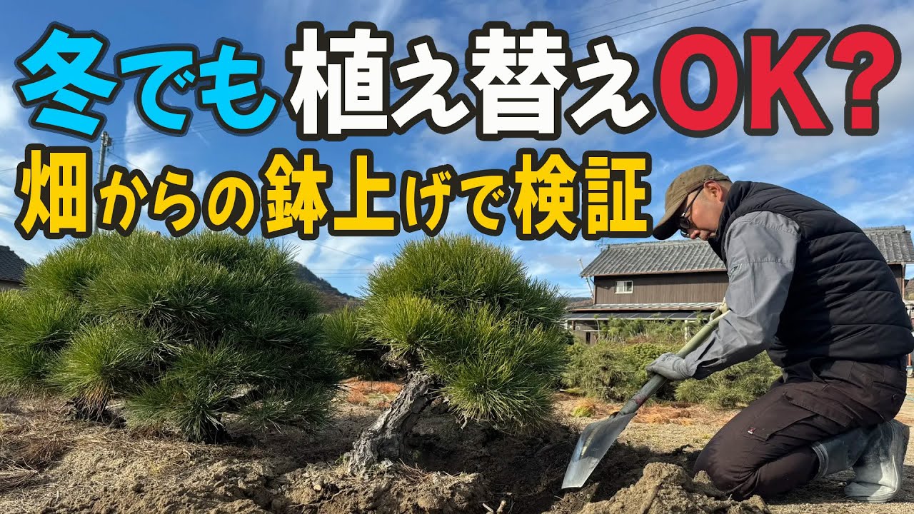 本当は危ない作業をやってみる｜冬の鉢上げで分かる植え替え判断