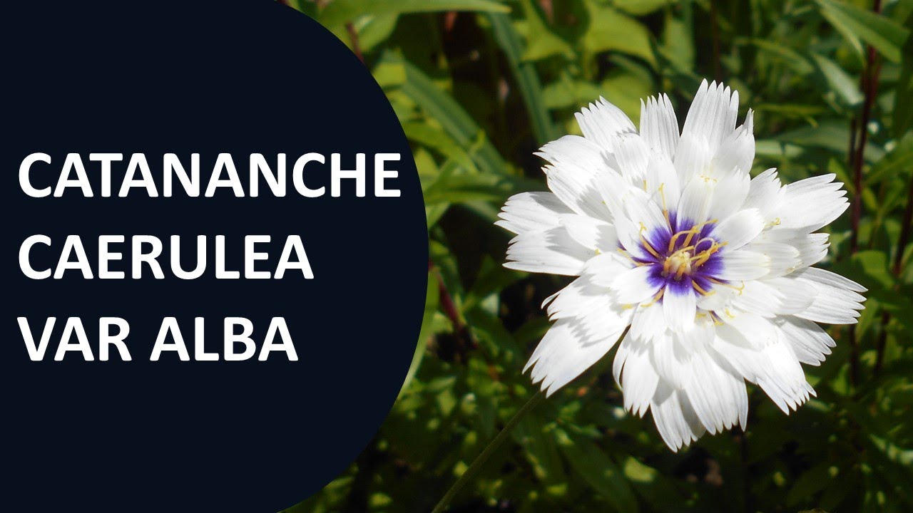Catananche caerulea var alba