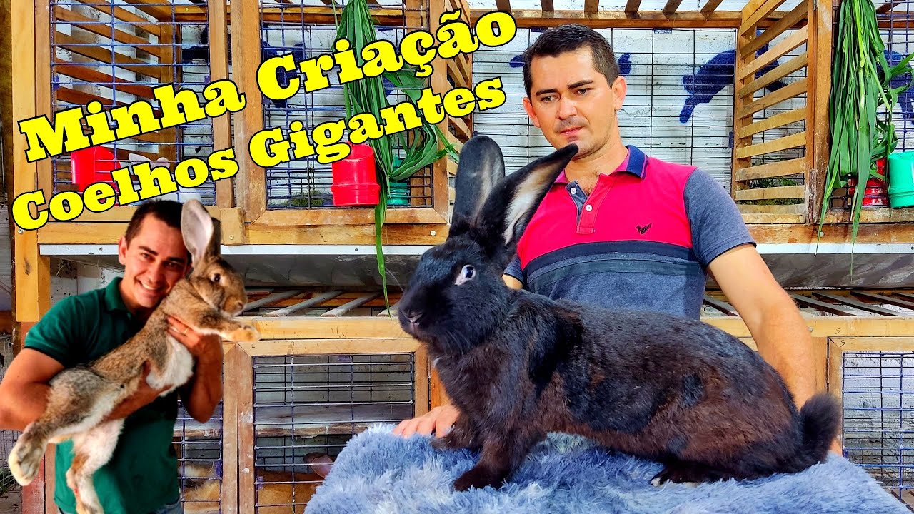 Criação de Coelhos Gigantes